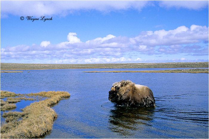 Muskox 112 by Dr. Wayne Lynch &copy;